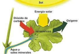 Resultado de imagen de la fotosintesis