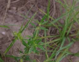 Image result for Spermacoce congensis