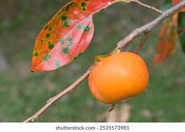 Image result for Ebenaceae
