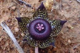 Image result for Duvalia polita