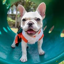 Looking to rehome a rescue dog or to donate to an animal charity? 7 Dog Parks Near Lancaster Pa Greenfield Puppies