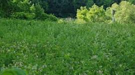 Bioblitz: Walks With an Expert