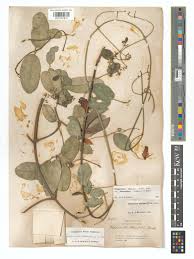 Image result for Hippocratea africana