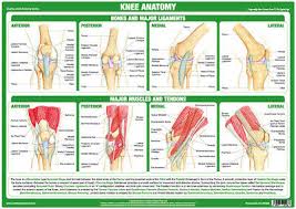 Knee Joint Anatomy Poster Human Body Medical Educational