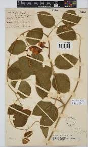 Image result for Canavalia africana