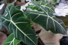 Kidsafe kidsafe queensland fact sheet: Alocasia Frydek Care How To Grow Green Velvet Alocasia Smart Garden Guide