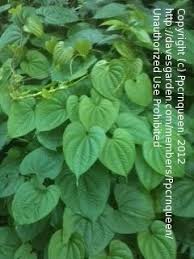 Heart shaped green leaves climbing vines ivy of cowslip creeper (telosma cordata) the creeper forest plant growing in wild isolated on white background, clipping path included. Plant Identification Closed Climbing Vine With Heart Shaped Leaves In Southern Alabama 2 By Ppcrnqueen