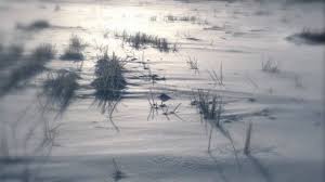 O editie fascinanta a poemelor cu pisici ale lui t.s. T S Eliot Citind Din Cartea Lui MoÈ™ Oposum Despre Pisicile PoznaÈ™e