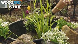Wasserpflanzen Im Mini Gartenteich So Wird Der Kleine Teich Angelegt Youtube
