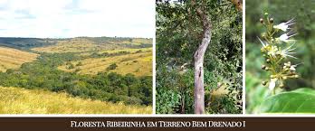 Image result for Metteniusaceae