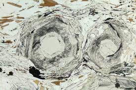 Image result for Porphyrostemma