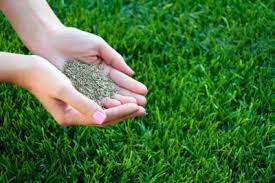 Zone 6 Grass Seed What S The Best Grass Seed For Zone 6 Landscapes Best Grass Seed Lawn Best Grass Seed Seeding Lawn