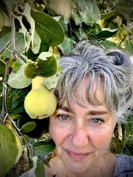 Quince tree fruit transformed into membrillo