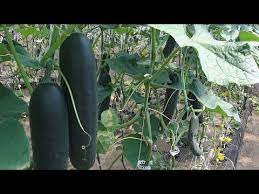 We did not find results for: Cucumber Drop Lower And Lean For Great Production Youtube Cucumber Plant Lower Cucumber