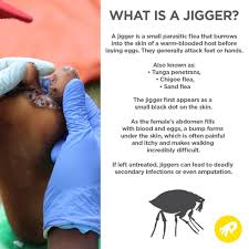 They cause swelling, itching and infection which can lead to the tragedy of people infested with 'jigger' fleas: Project 24 Healing Soles All Year Long Emite
