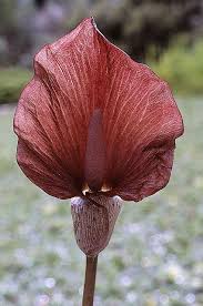 Image result for Amorphophallus abyssinicus