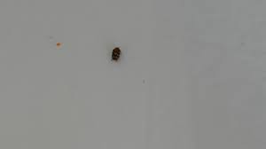 One of the best insecticides to use for the carpet beetles is allpro bug killer spray. Identifying Household Bugs Thriftyfun