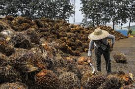 We did not find results for: Palm Output Hit By Double Whammy Of Floods And Scarce Labor Bloomberg