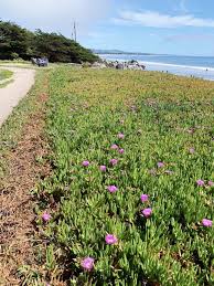 Maybe you would like to learn more about one of these? Things To Do In Half Moon Bay The Ultimate Weekend Guide