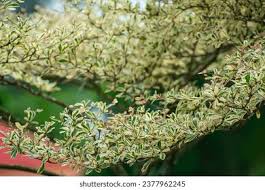 Image result for Terminalia neotaliala