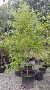 A contiguous 71 acres of outdoor project suply. Ep Jansen Nursery Llc 161 Glenmere Ave Florida Ny 10921 Usa