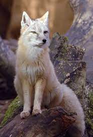 Corsac fox - Wikipedia