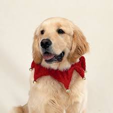 We breed for health, active lifestyles, good temperament and prey drive. Dog Fashion Show Red Glitter Scrunchy Collar With Bells Dogs Golden Retriever Golden Retriever Christmas Dog