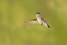 We did not find results for: Winged Wonders 9 Fun Facts About Hummingbirds Cbc News