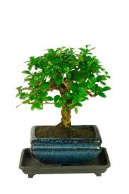 Not every bonsai tree species will bloom… but when they do, it's genuinely magical. Flowering Baby Bonsai Tree With Drip Tray White Flowers