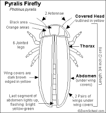 Firefly Or Lightning Bug Printout Enchanted Learning Software