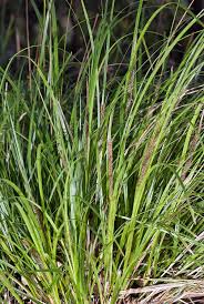 Image result for Carex sp.no.1