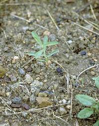 Image result for Phyllanthus maderaspatensis