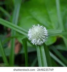 Image result for Kyllinga squamulata