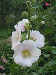 Hollyhockdirt Doctor Howard Garrett Organic Gardening Home Health Pet Care Pest Control Compost Nutrition E Hollyhock Beautiful Flowers Pictures Flowers