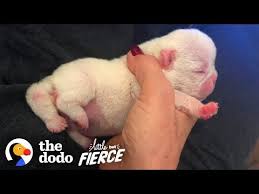Baby English Bulldog Born With 5 Legs Is Looking For A Family The Dodo Little But Fierce Youtube Baby English Bulldogs Baby Animal Videos English Bulldog