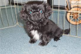 Black And White Pekingese Puppies For Sale Peke Shih Tzu Mix Puppy Female Pekingese Puppies Pekingese Puppies