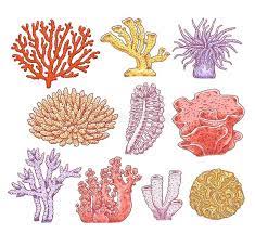 Als korallen (von altgriechisch κοράλλιον korállion „koralle) werden sessile, koloniebildende nesseltiere (cnidaria) bezeichnet. Stellen Sie Von Den Verschiedenen Arten Von Korallen Schwammige Unterwasserpflanzen Und Tiere Des Aquariums Ein Stoc Korallen Korallenriff Kunst Koralle Kunst