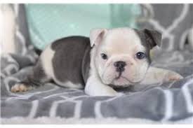 Checking 'include nearby areas' will expand your search. English Bulldog Puppies For Sale From Las Cruces New Mexico Breeders