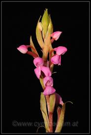 Image result for Disa stairsii