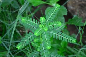 This diy hair growth serum helps you to grow long and frizz free silky hair. 10 Top Medicinal Uses Benefits Of Keelanelli Keezhanelli For Hair Skin Health Wildturmeric