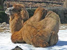 Camels need to be groomed. Introducing Wool Types 7 Camel Hair Woolme News