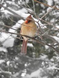 Birds Outside My Window Another Beauty Right Outside My Window Beautiful Birds Outdoor Decor Outdoor