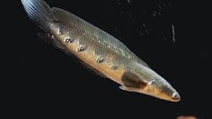 Ikan toman dapat tumbuh sampai mendekati 1,5 m panjangnya. Toman Bunga Doovi