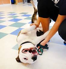 Maybe you would like to learn more about one of these? Animal Rescue Shelters And Adoption Information In New Hampshire