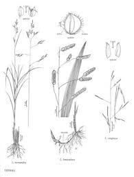 Image result for Leersia