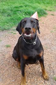 527 charles avenue, syracuse, ny 13219 directions. Elbauetal Dobermanns