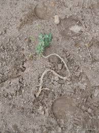 Image result for Alysicarpus zeyheri