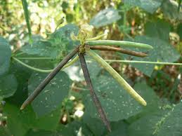 Image result for Vigna reticulata