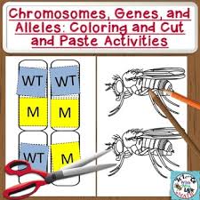 We frequently remind viewers that we cannot include all of the exceptions and minute details in a video under 10. Alleles And Genes Worksheets Teaching Resources Tpt