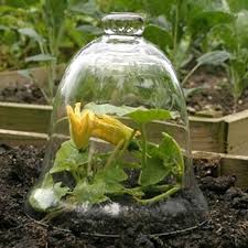 Courgette Under Cloche Jardines Huerto Huerta